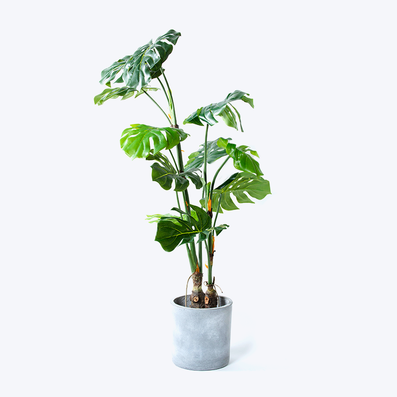 Искусственное зеленое растение и горшок Монстера-м
